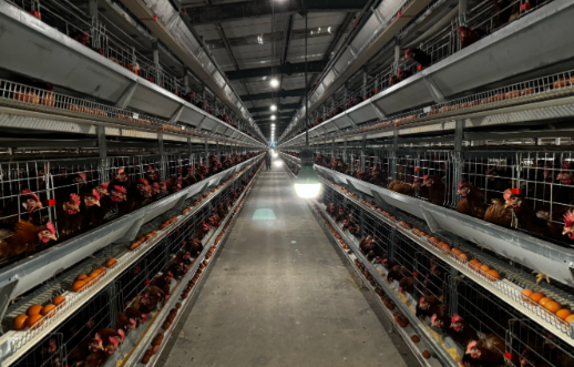 養雞場弱電智能化系統整體解決方案提升整體管理水平