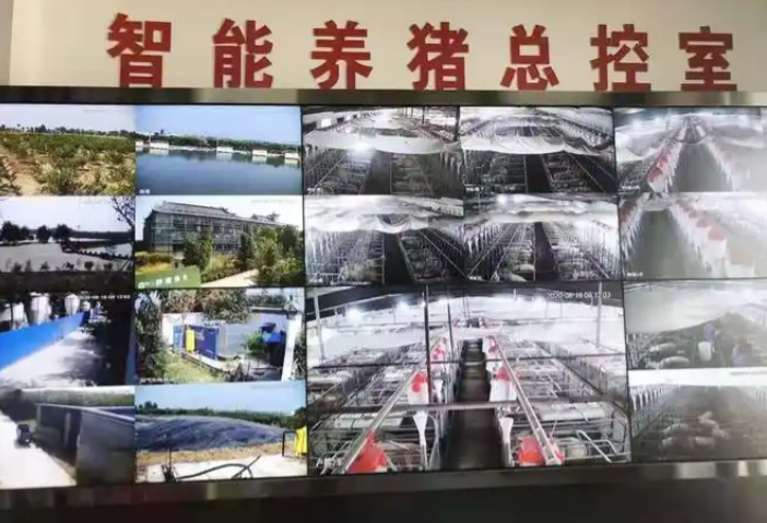 養豬場弱電智能化方案實現降本增效和核心競爭力的全面提升